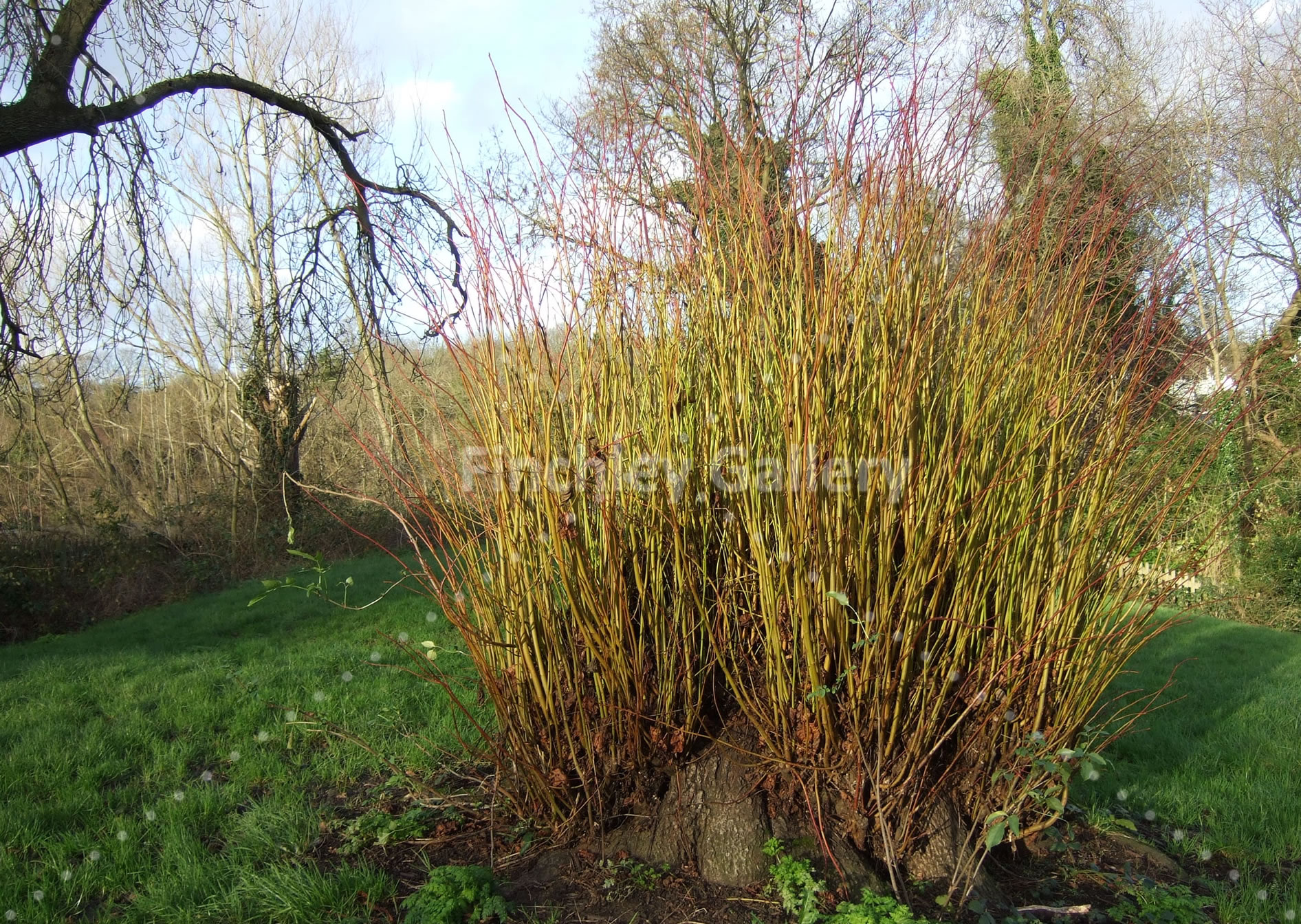 An Oak Tree springing into new life Hampstead Heath 2015