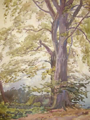 BEECHES IN KENWOOD, 1933