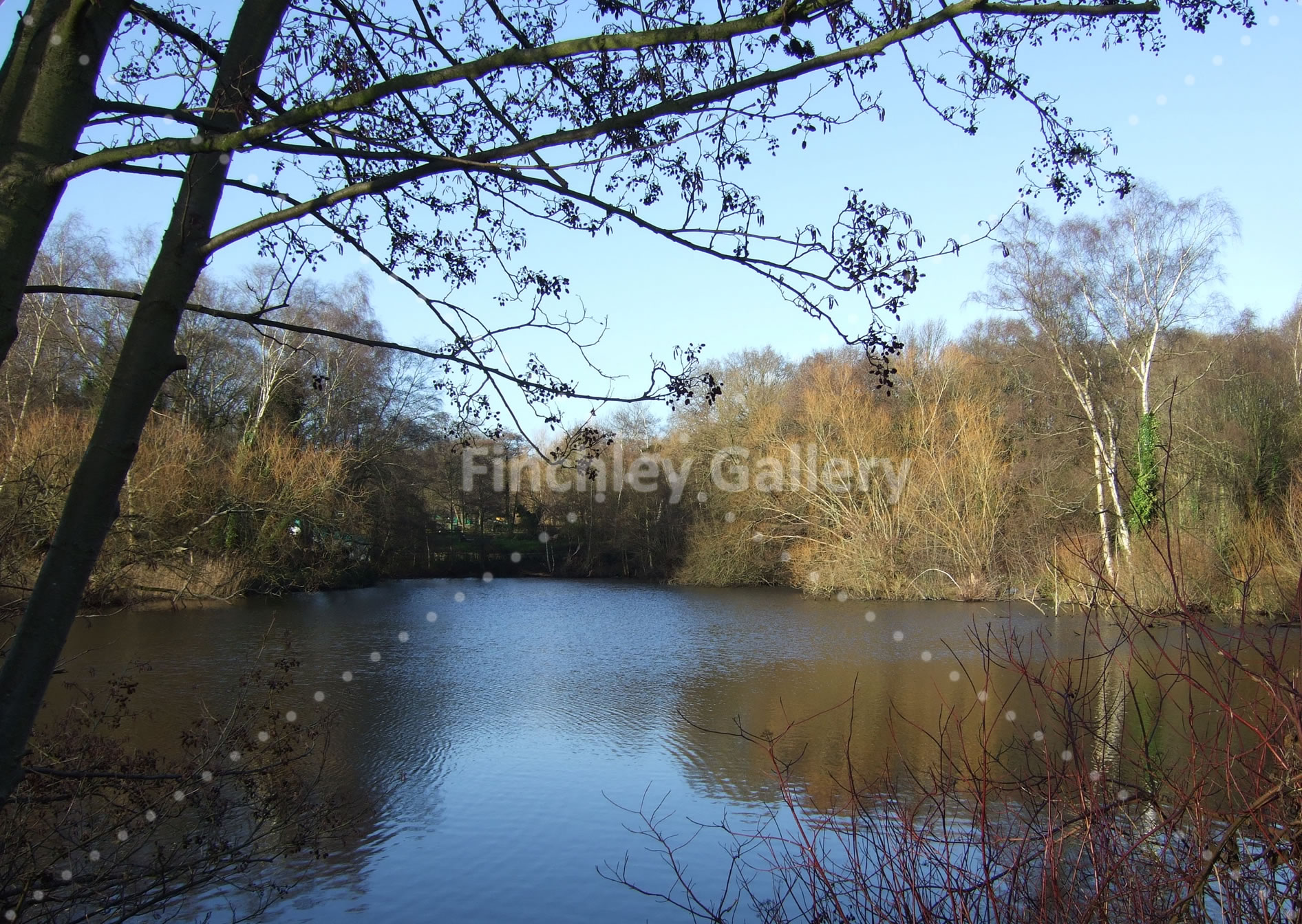 Wildlife Pond Hampstead Heath 2015